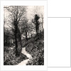 Lovers Lane, Fairlight, Hastings, Sussex by Anonymous
