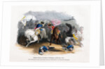 Ligonier's Horse at the Battle of Dettingen by Anonymous