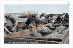 Herring industry, Port St Mary, Isle of Man by Anonymous