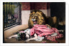 Caged Lion with sleeping woman by Anonymous