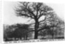The oak at Leamington Spa, the supposed centre of England by Anonymous