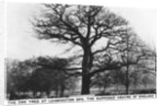 The oak at Leamington Spa, the supposed centre of England by Anonymous