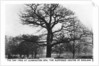 The oak at Leamington Spa, the supposed centre of England by Anonymous