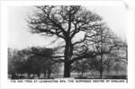 The oak at Leamington Spa, the supposed centre of England by Anonymous