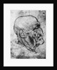 Head of an Old Man by Leonardo Da Vinci