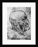 Head of an Old Man by Leonardo Da Vinci