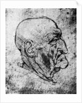 Head of an Old Man by Leonardo Da Vinci