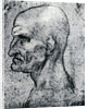 Head of an Old Man by Leonardo Da Vinci