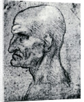 Head of an Old Man by Leonardo Da Vinci