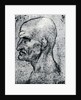 Head of an Old Man by Leonardo Da Vinci