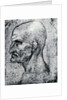 Head of an Old Man by Leonardo Da Vinci