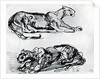 Studies of Panthers by Eugène Delacroix