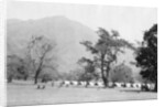 British army encampment, Kalsi, India by Anonymous