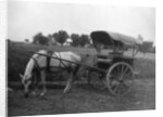 Tonga (horse cart), Muttra, India by Anonymous