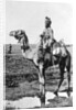 Camel cavalry transport, India by Anonymous