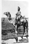 Camel cavalry transport, India by Anonymous