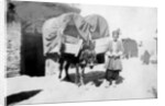 Persian donkey transport, Baghdad, Iraq by Anonymous