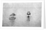 Crossing the Tigris river on inflated goat skins by Anonymous