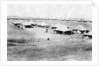 1/5 RWR battalion camp, Samarra, Mesopotamia by Anonymous