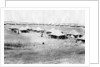 1/5 RWR battalion camp, Samarra, Mesopotamia by Anonymous