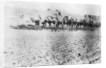 Camel train, Mosul, Mesopotamia by Anonymous