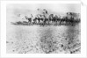 Camel train, Mosul, Mesopotamia by Anonymous