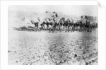 Camel train, Mosul, Mesopotamia by Anonymous