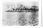Camel train, Mosul, Mesopotamia by Anonymous