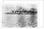 Camel train, Mosul, Mesopotamia by Anonymous