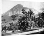 Botanical Gardens and Mount Corcovado, Rio De Janeiro, Brazil by John L Stoddard