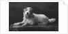 Caesar, King Edward's favourite dog by Anonymous