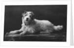 Caesar, King Edward's favourite dog by Anonymous