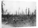 A wood in the Somme area, France by Anonymous