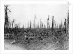 A wood in the Somme area, France by Anonymous