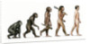 Evolution of Man by Karen Humpage