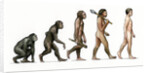 Evolution of Man by Karen Humpage