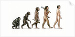 Evolution of Man by Karen Humpage