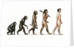 Evolution of Man by Karen Humpage