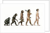 Evolution of Man by Karen Humpage