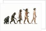 Evolution of Man by Karen Humpage