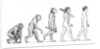Evolution of Man by Karen Humpage