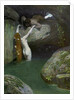 In the Grotto by Roessler
