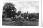 Haymaking by Sprague & Co