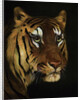 Tiger study by Anonymous