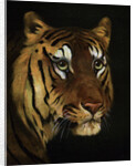 Tiger study by Anonymous