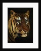 Tiger study by Anonymous