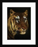 Tiger study by Anonymous