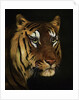 Tiger study by Anonymous