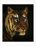 Tiger study by Anonymous