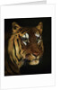 Tiger study by Anonymous